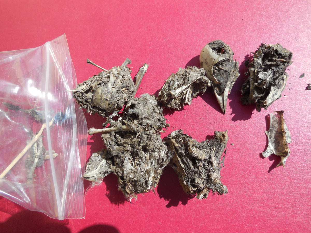 P2-100 Bargain Bucket, 100 Small Owl Pellets — Mountain Home