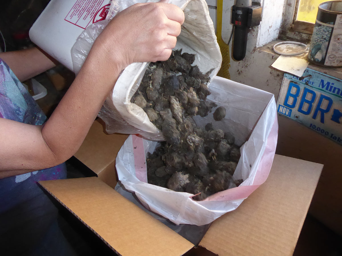 Large Cube box of Bargain Pellets 11"x11"x11" Discount Owl Pellets