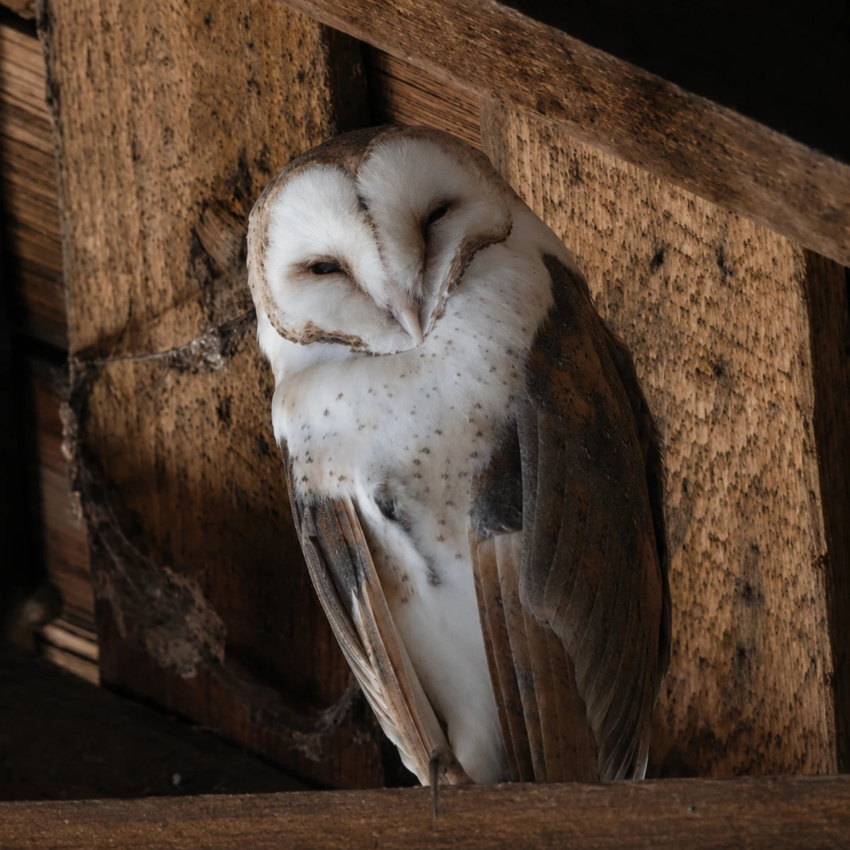 Two barn owls resting together inside a wooden barn