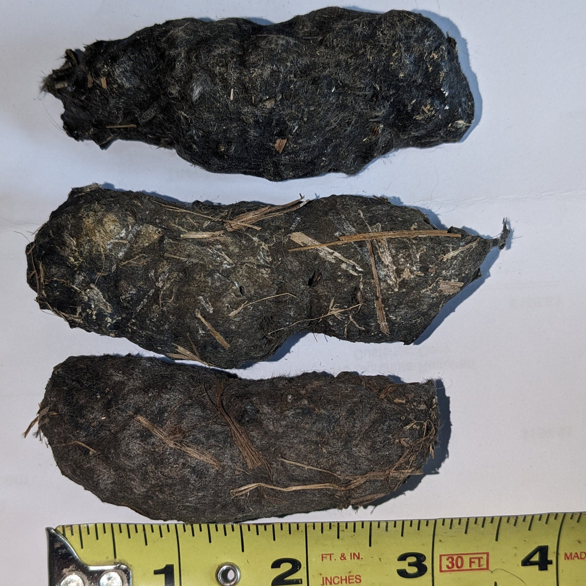 Giant Premium Owl Pellets