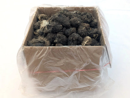 Small bulk box open and filled with Bargain #2 barn owl pellet material