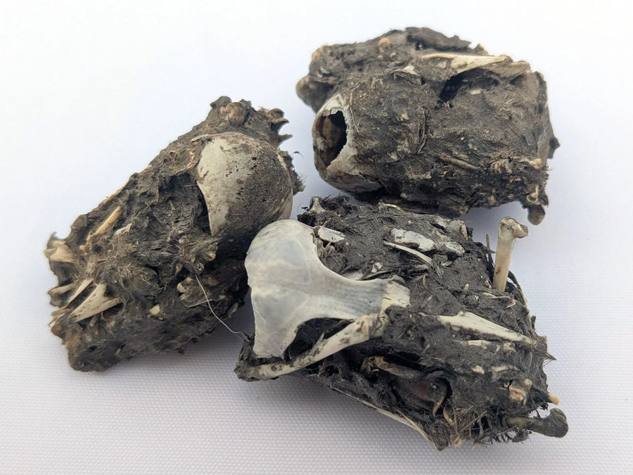 Barn owl pellets selected because bird bones were visible