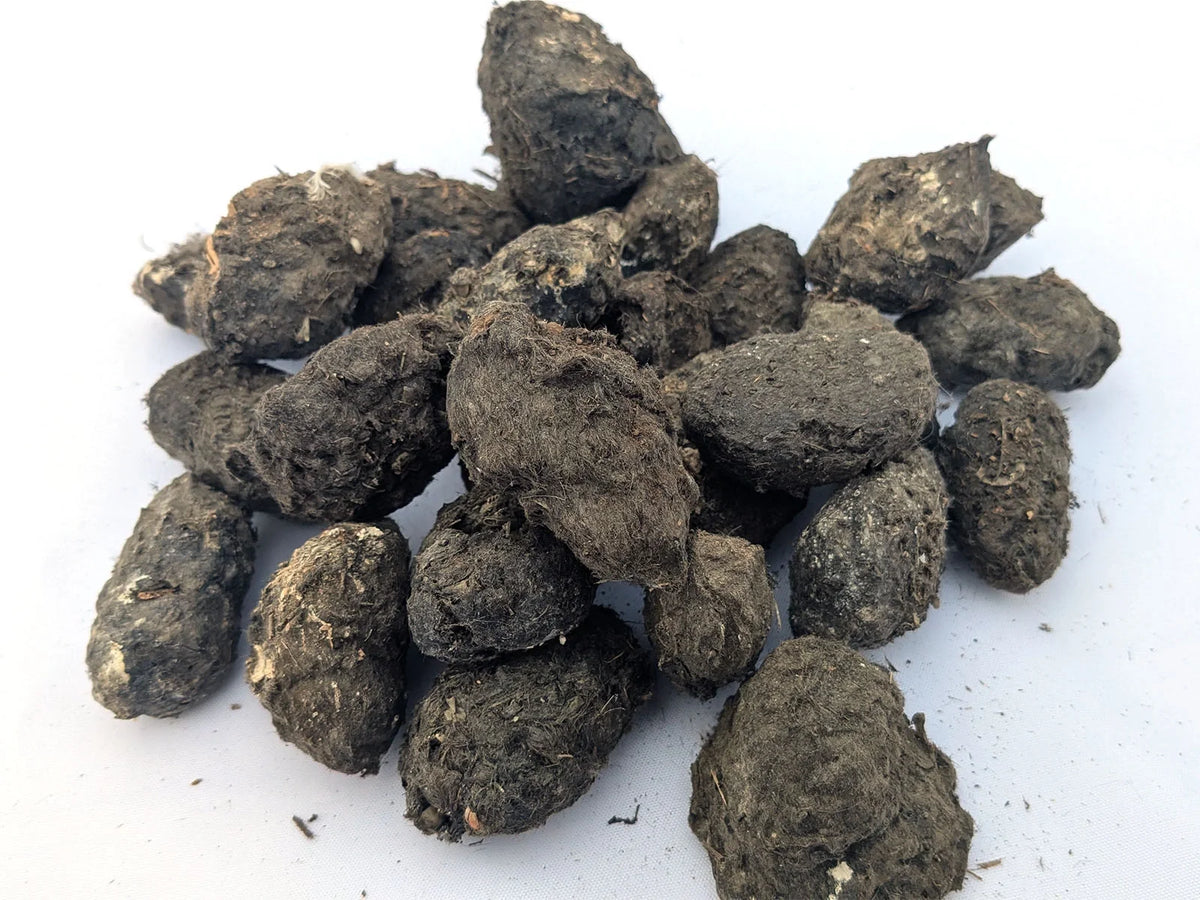Group of Giant Premium #1 barn owl pellets