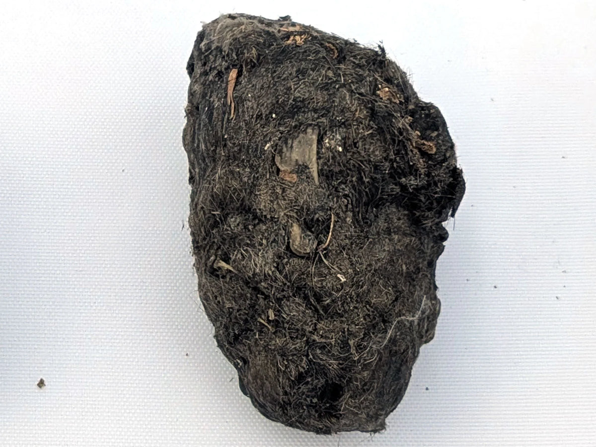 Single Jumbo Premium #1 barn owl pellet