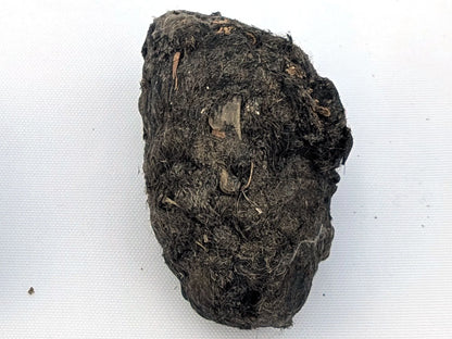 Single Jumbo Premium #1 barn owl pellet