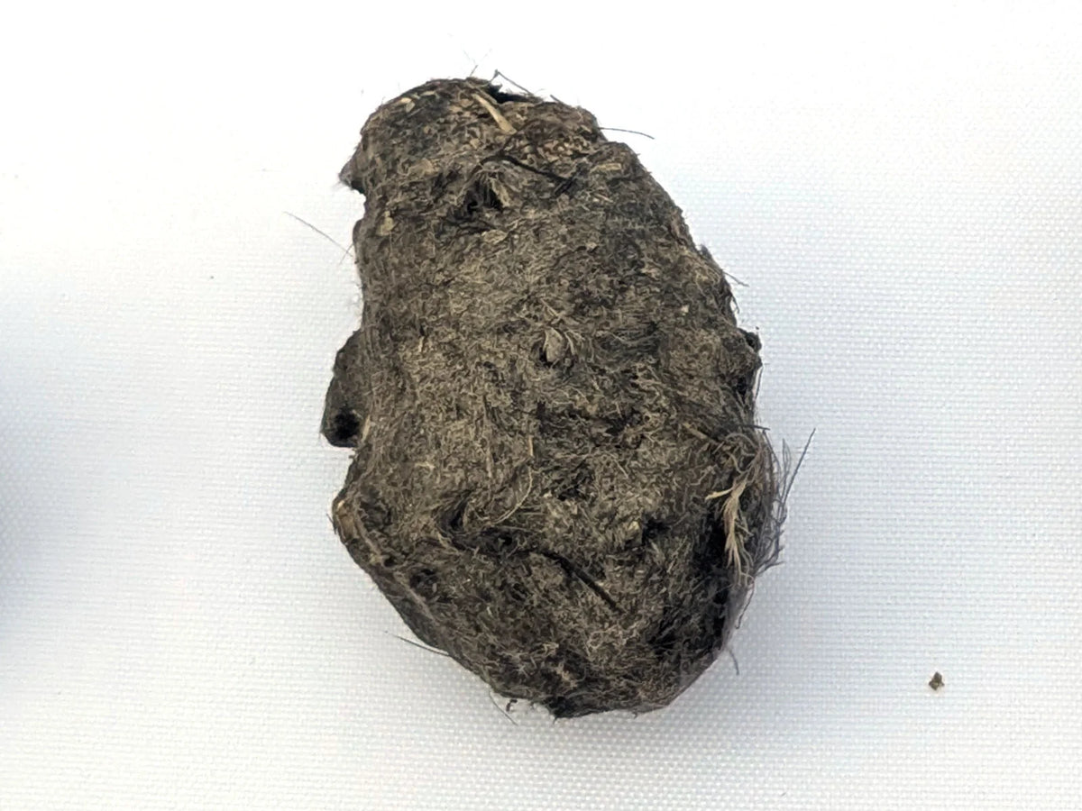 Single Regular Premium #1 barn owl pellet