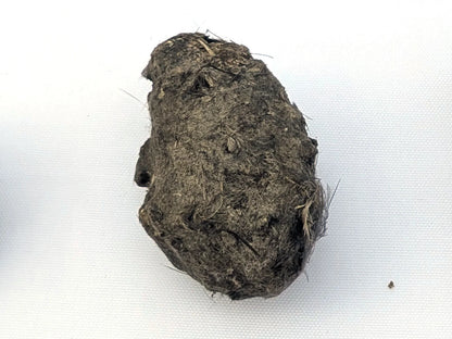 Single Regular Premium #1 barn owl pellet