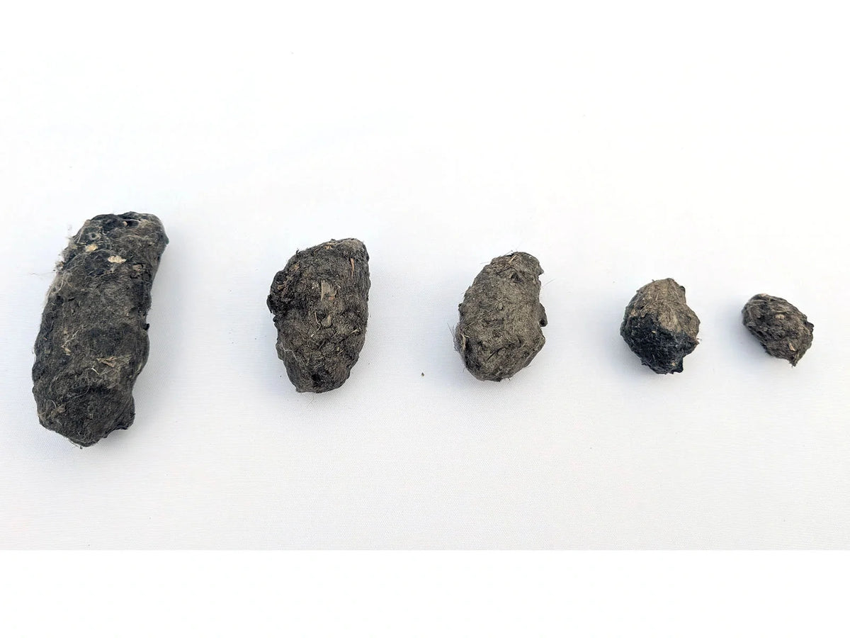 Five real barn owl pellets arranged from Giant through Mini