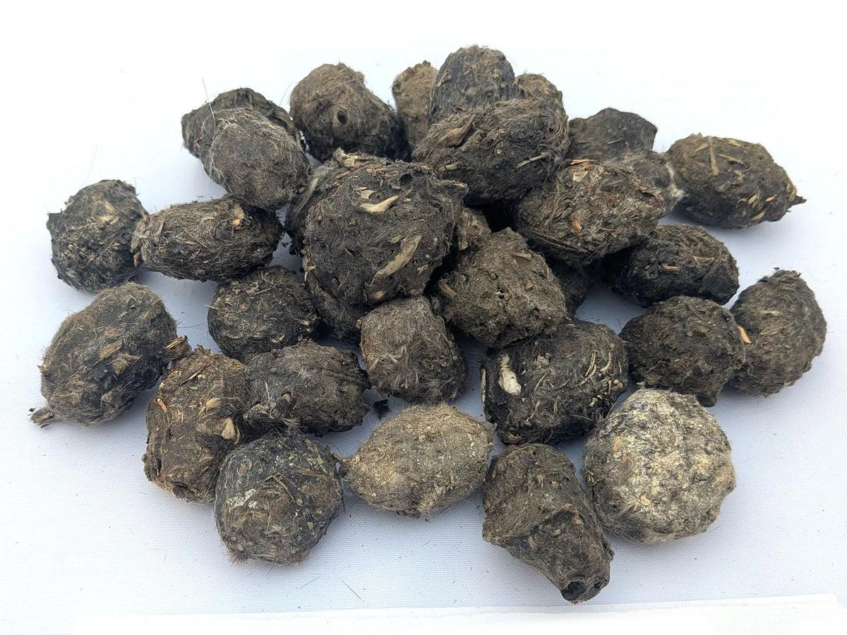 Group of Small Premium #1 barn owl pellets
