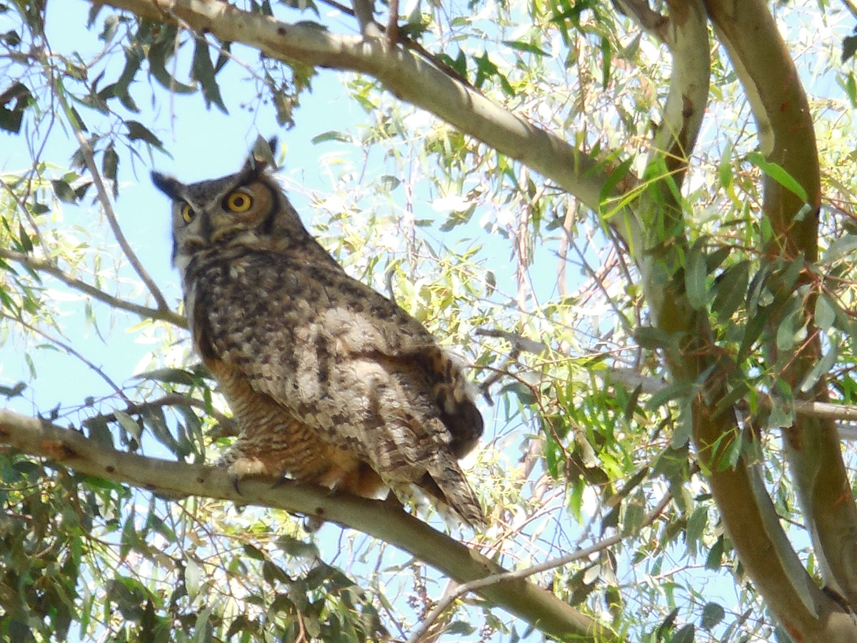 Horned Owl Type Quart Bags