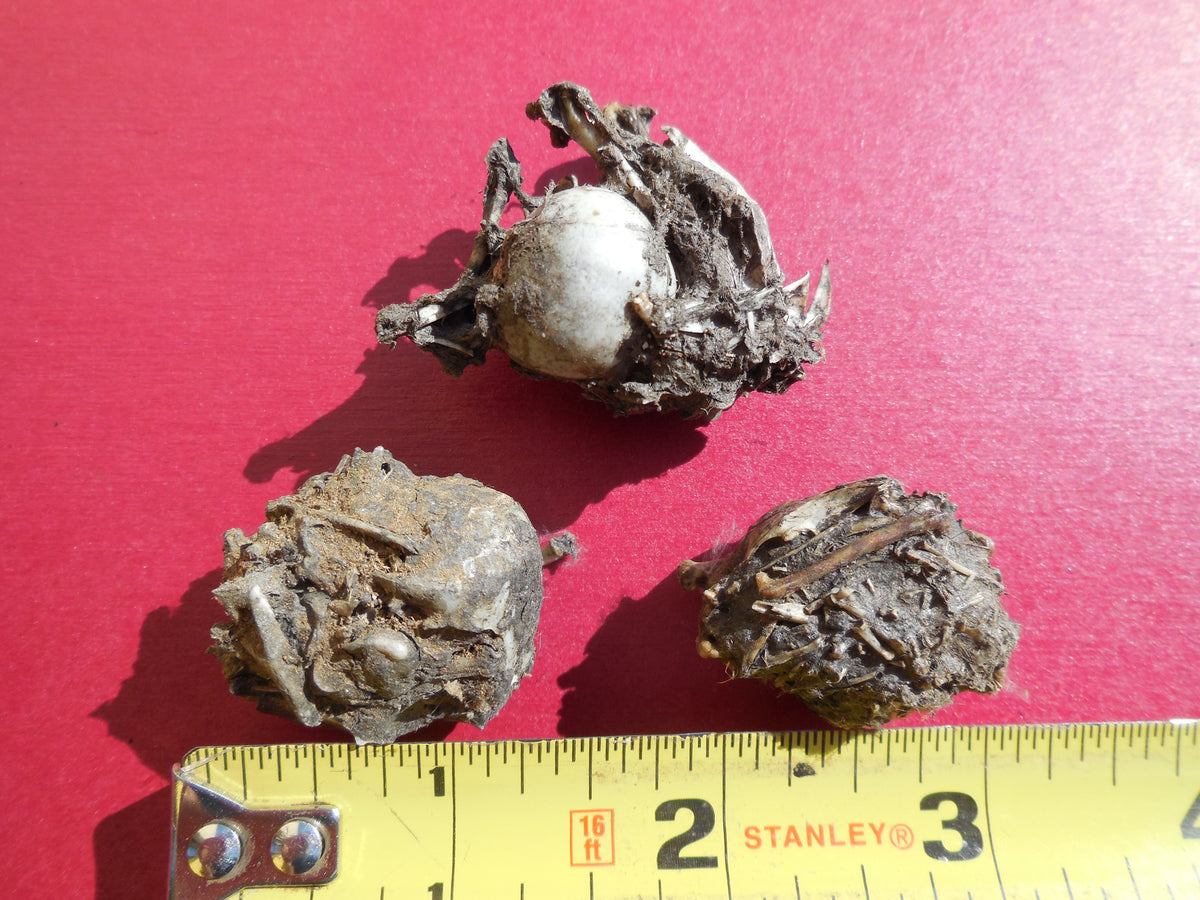 Small Bird - Premium Owl Pellets