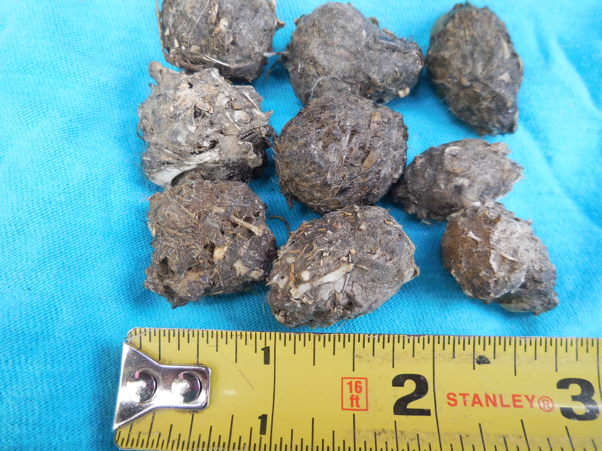 Mini Premium Owl Pellets