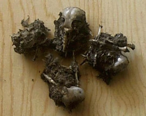 Bird Owl Pellets