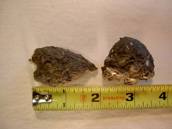 Standard/Large Halves Owl Pellets: Quarts