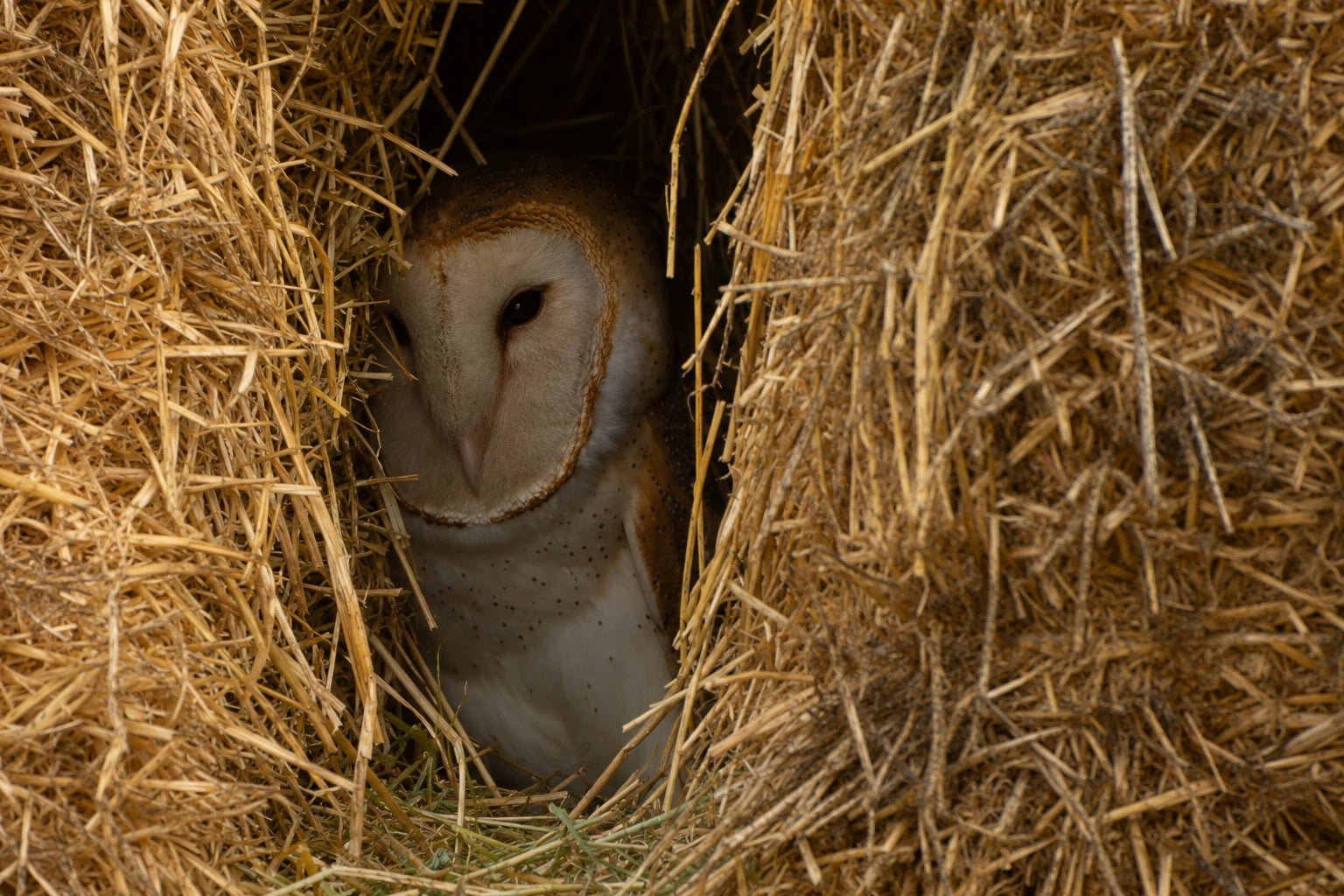 Barn owl looking out from an opening in stacked hay