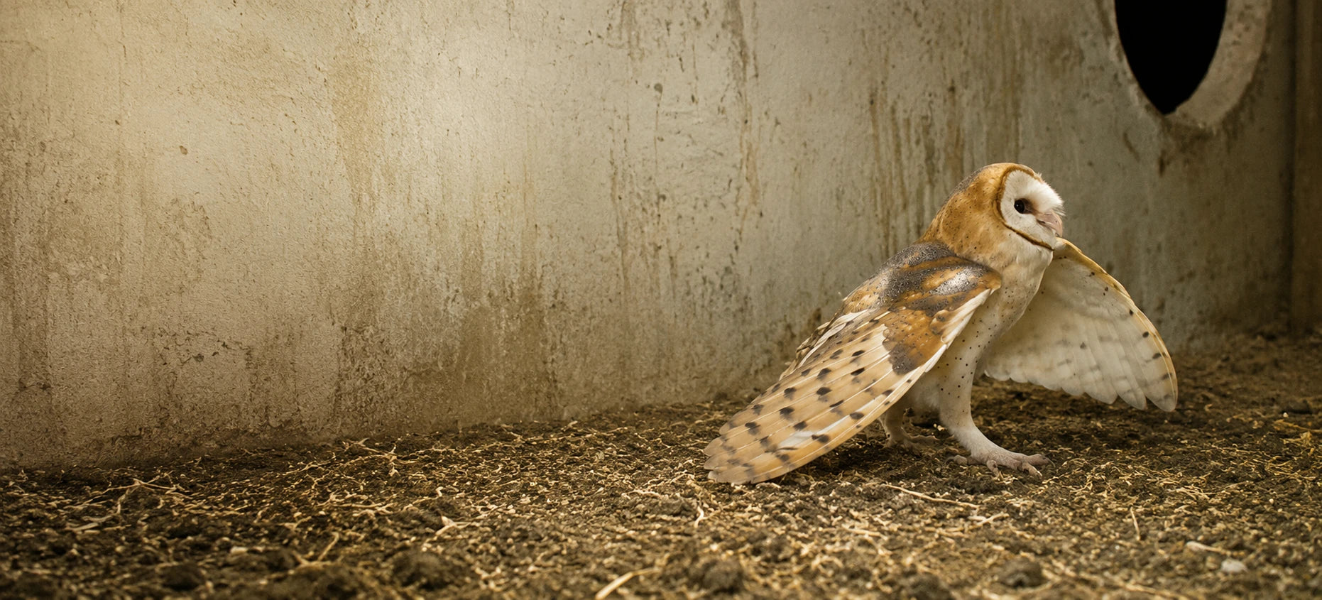 Barn owl standing with its wings spread inside a nesting space