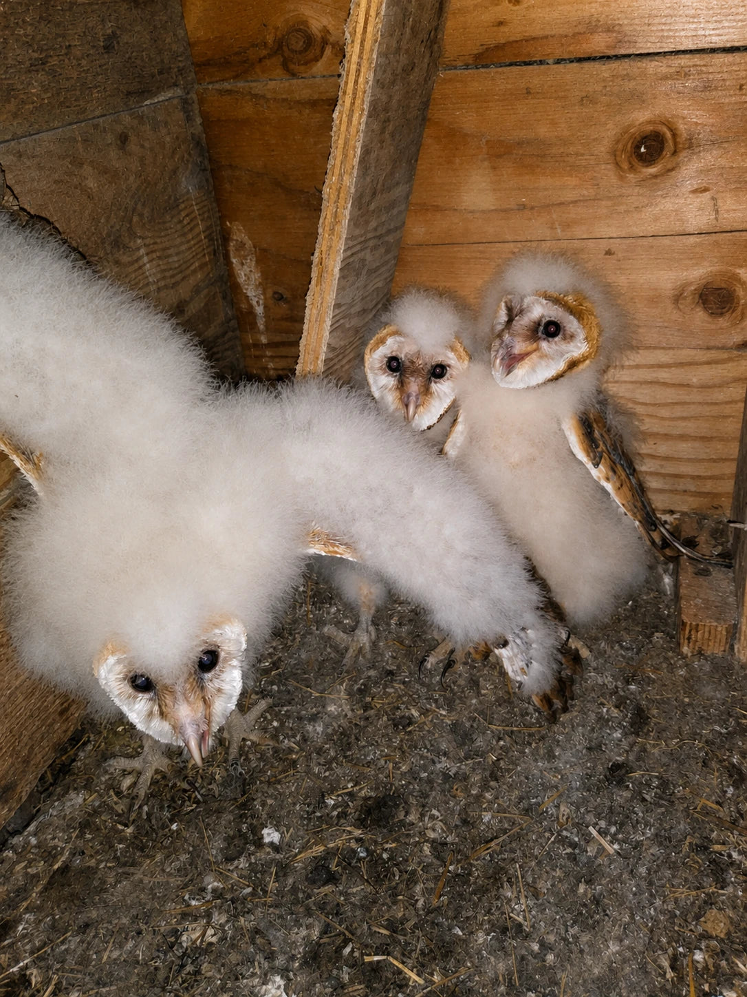 Three juvenile barn owls inside a wooden farm structure