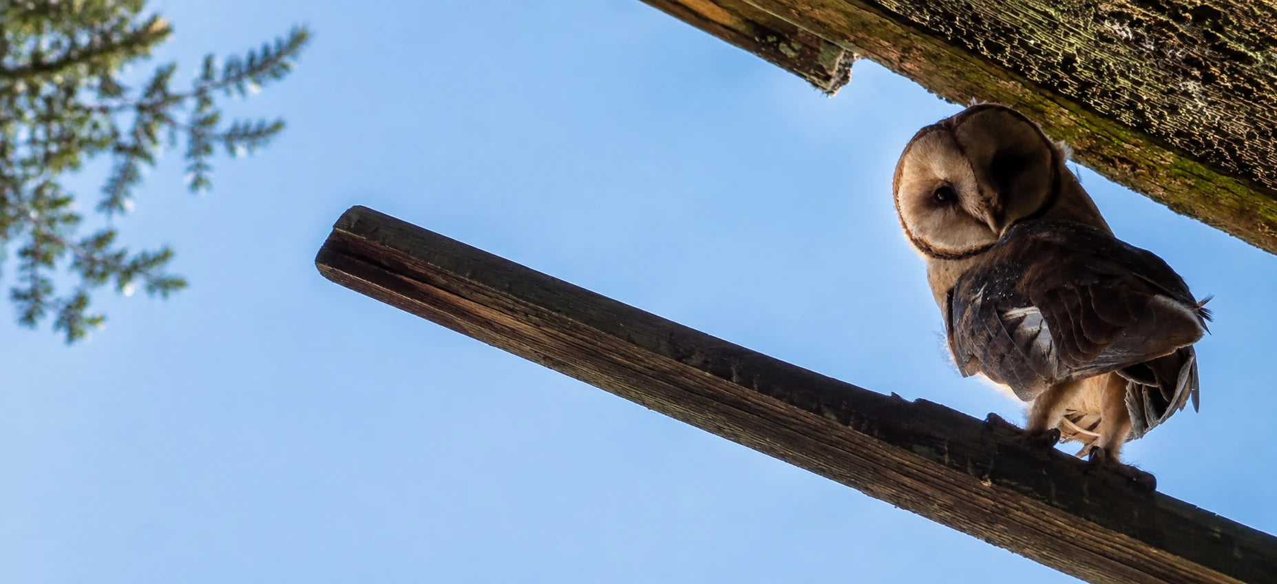 Barn owl looking down from a wooden perch against a blue sky