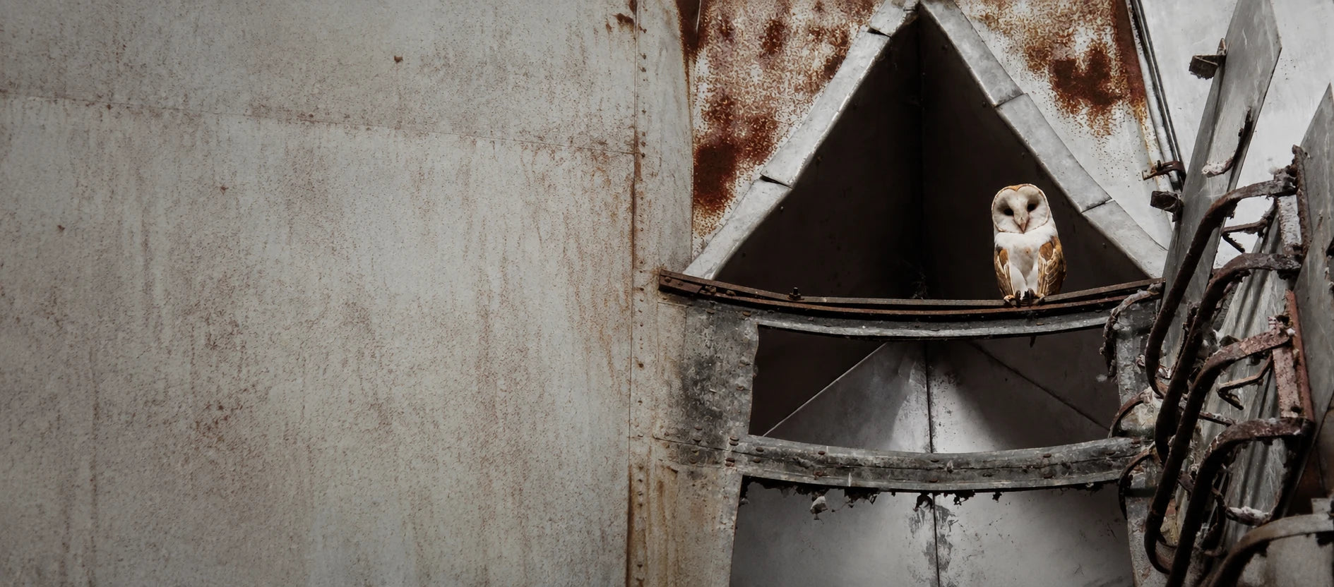 Barn owl perched in an old agricultural building