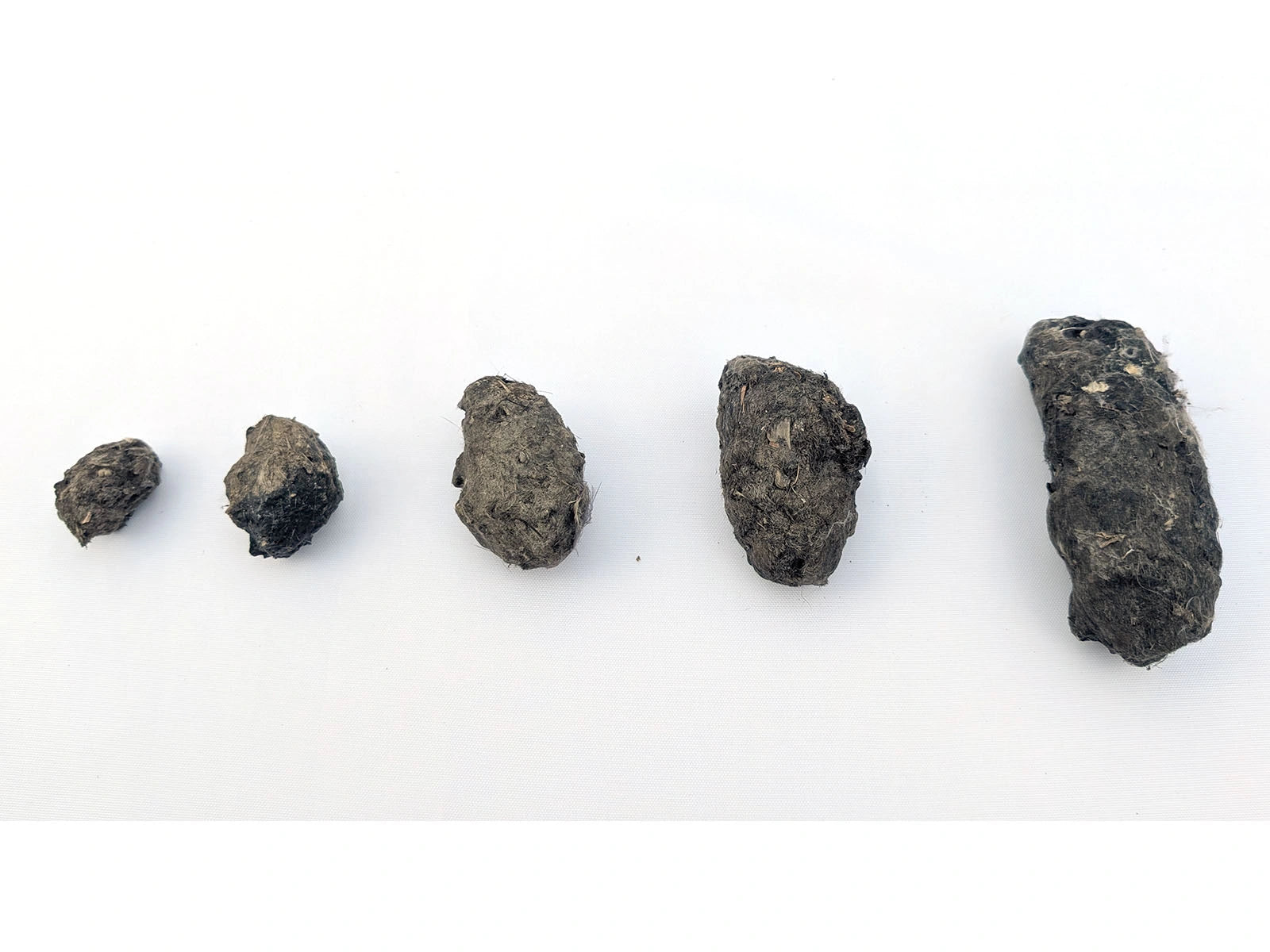 Five real barn owl pellets arranged from Giant through Mini