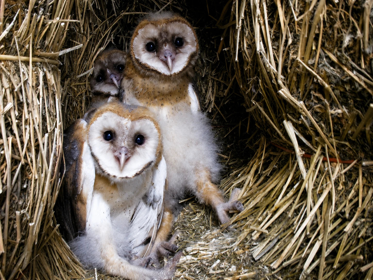 Three young barn owls sheltered in a hay bale